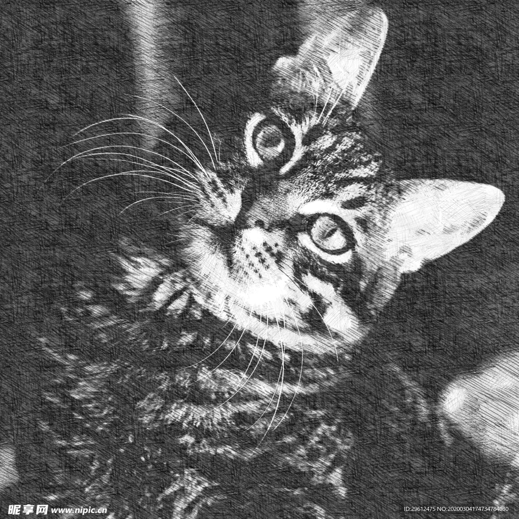 猫