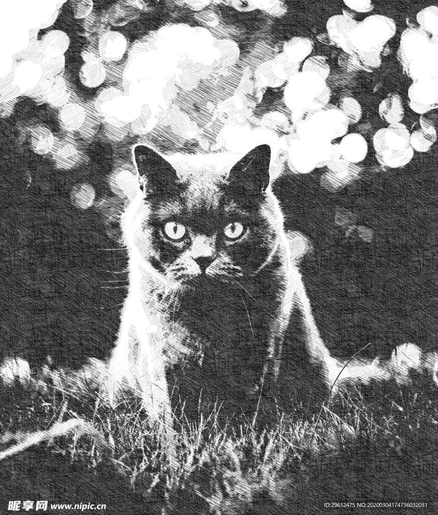 猫