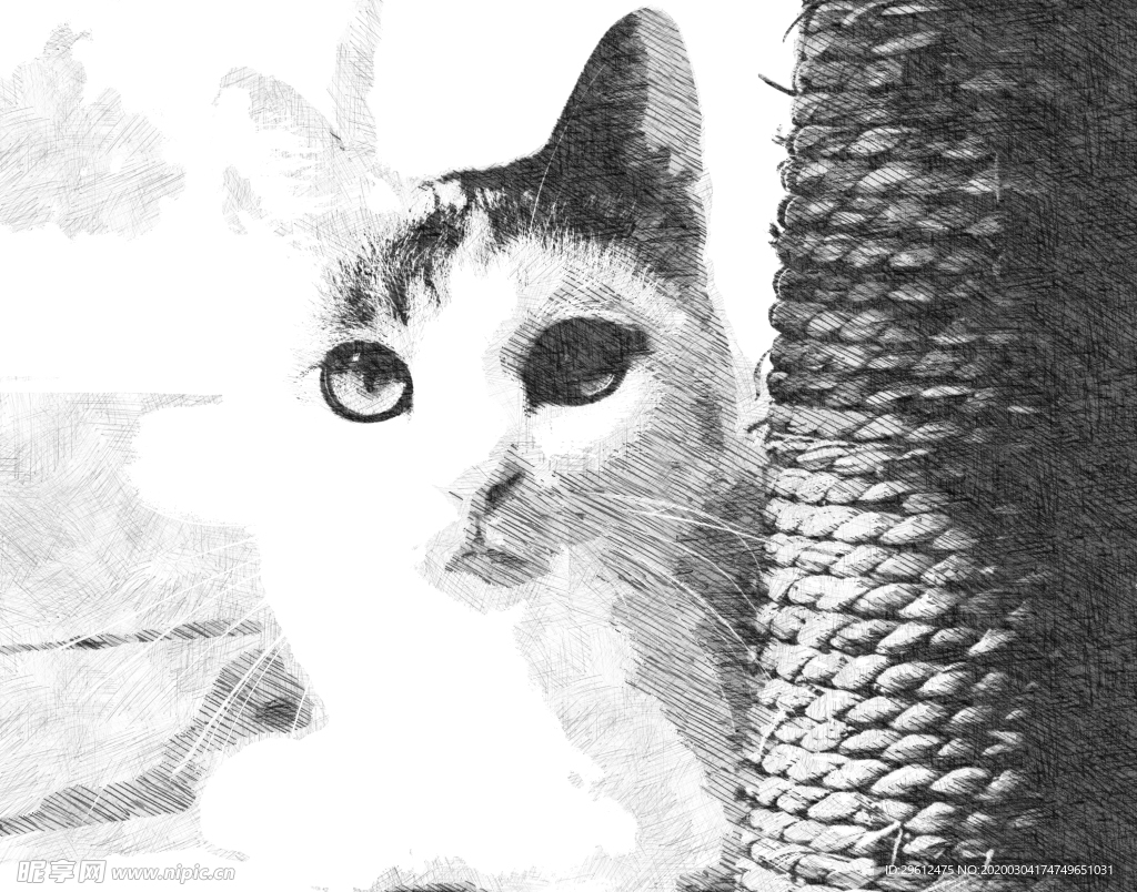 猫