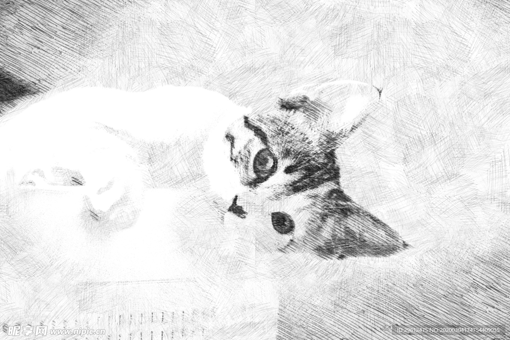 猫