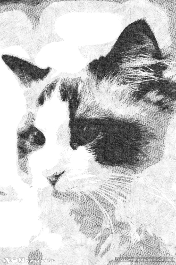 猫