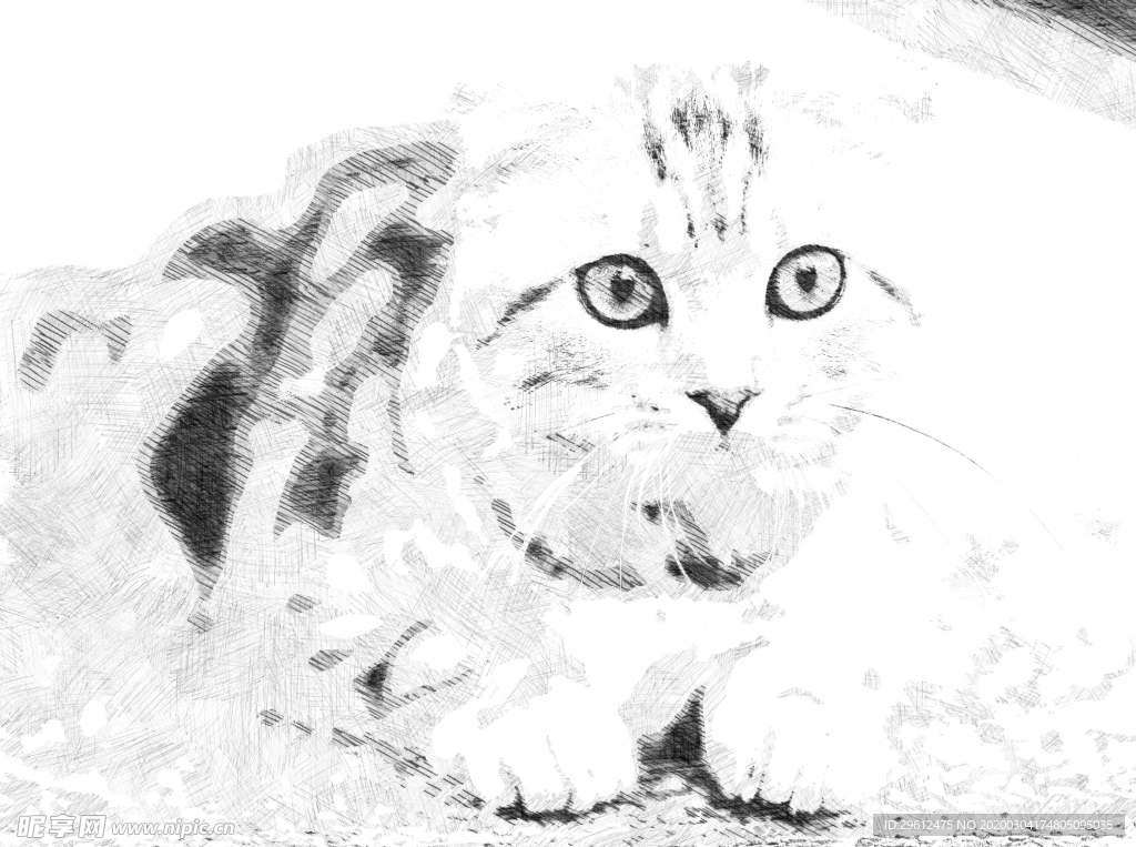 猫