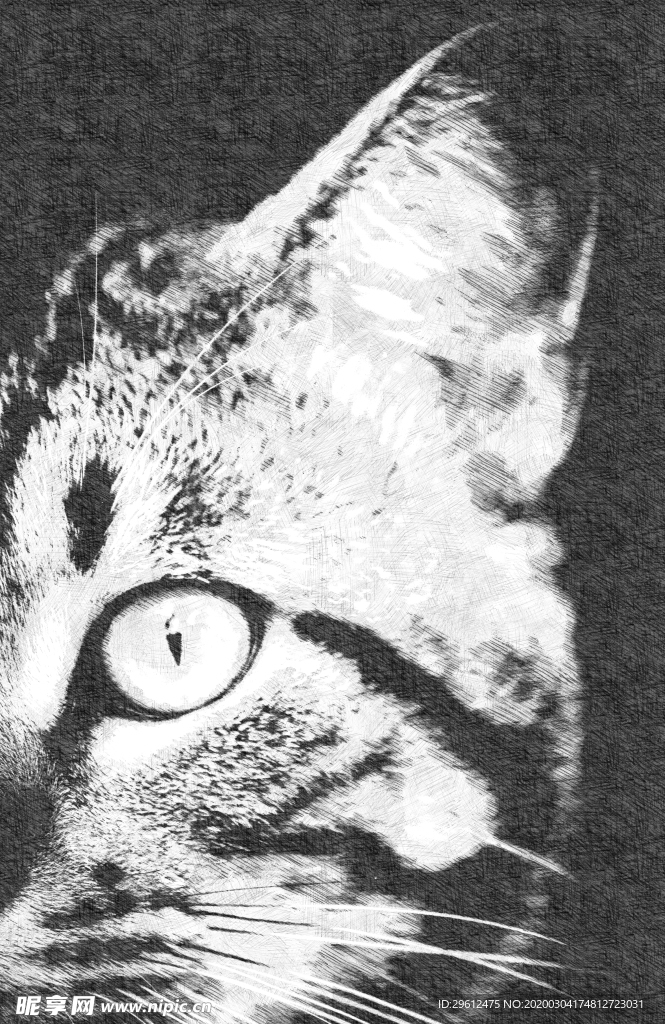 猫