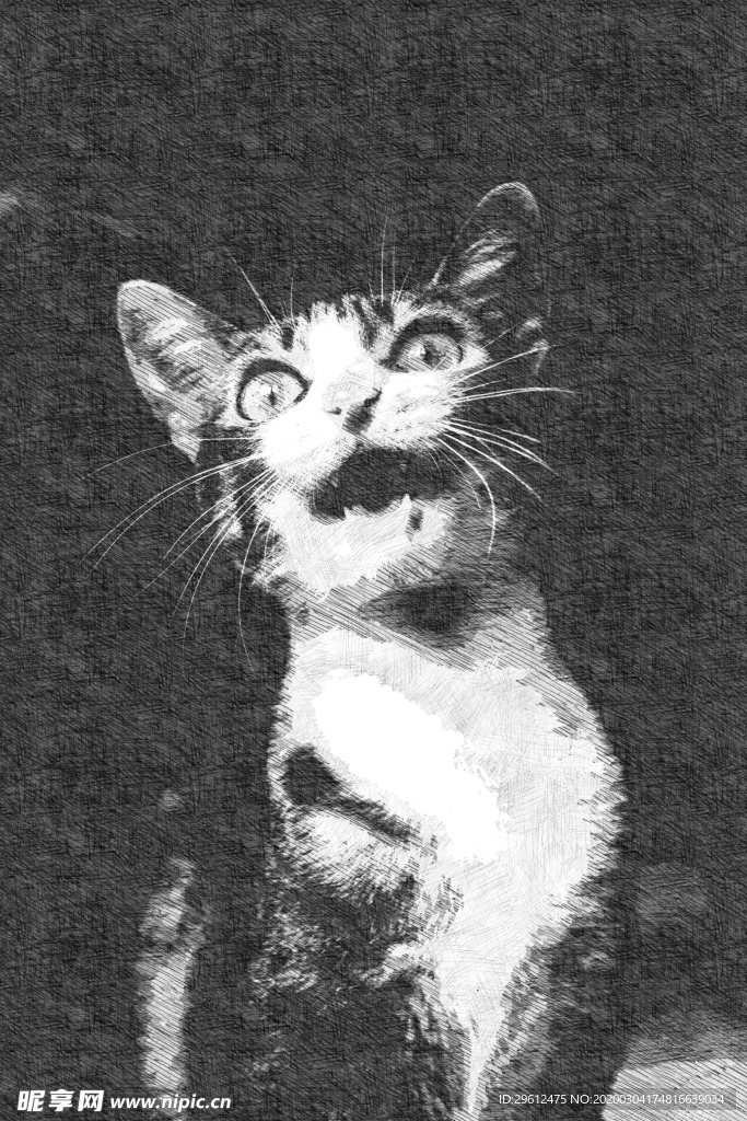 猫