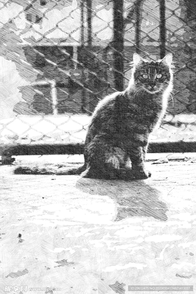 猫