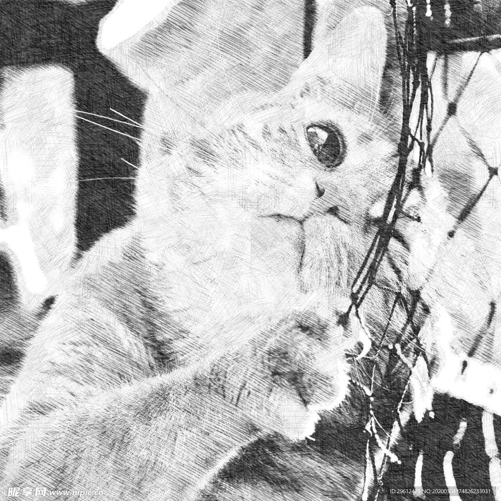 猫