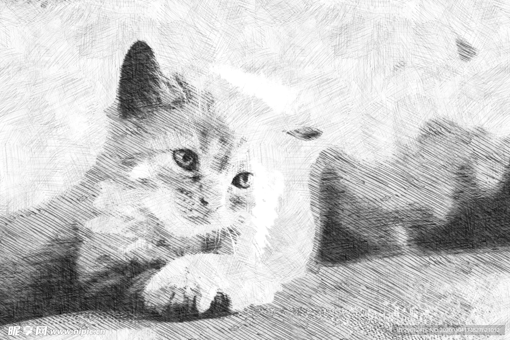猫
