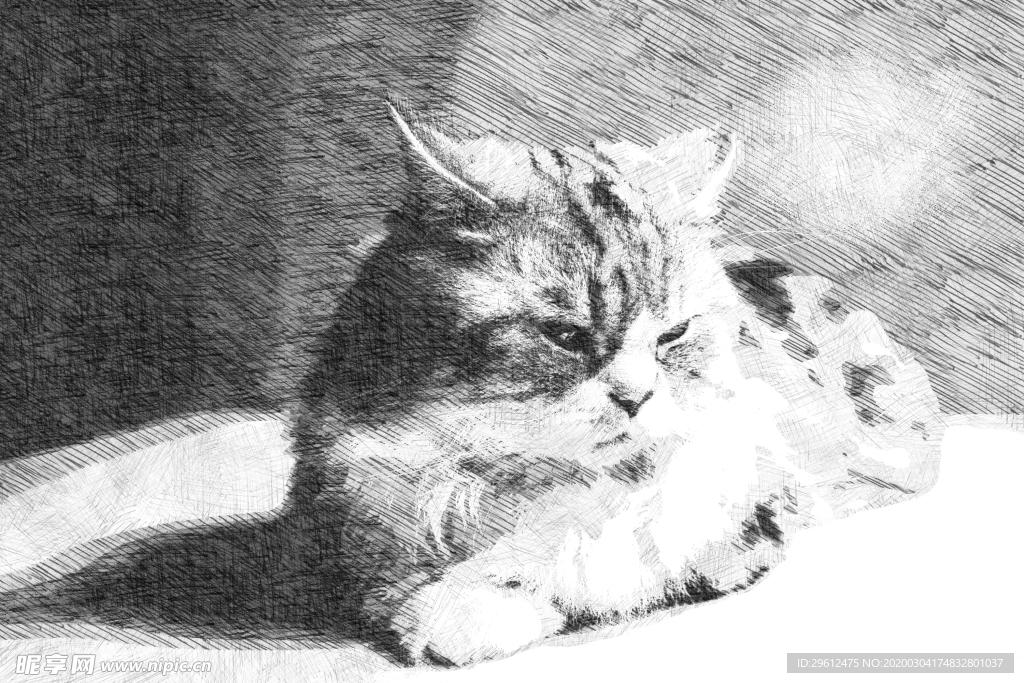 猫