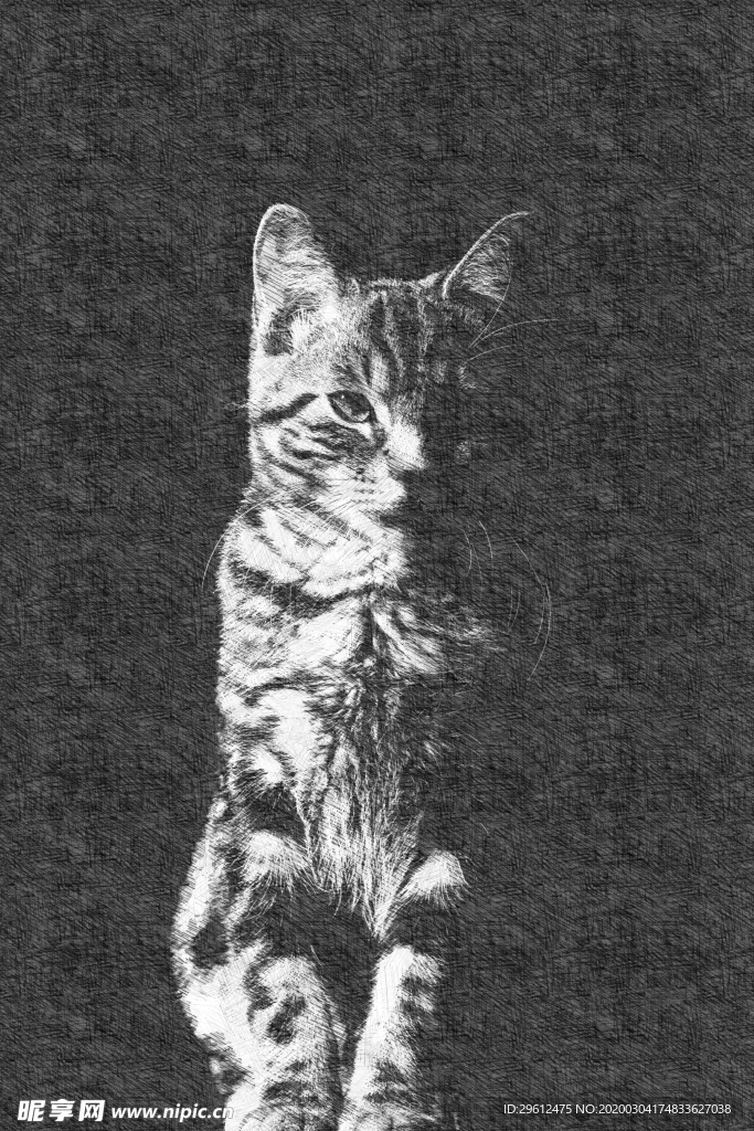 猫