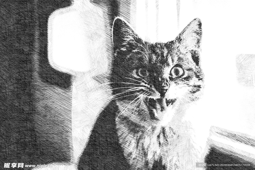 猫