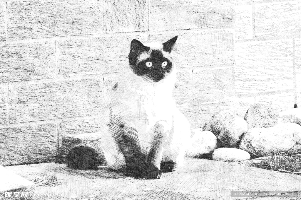猫