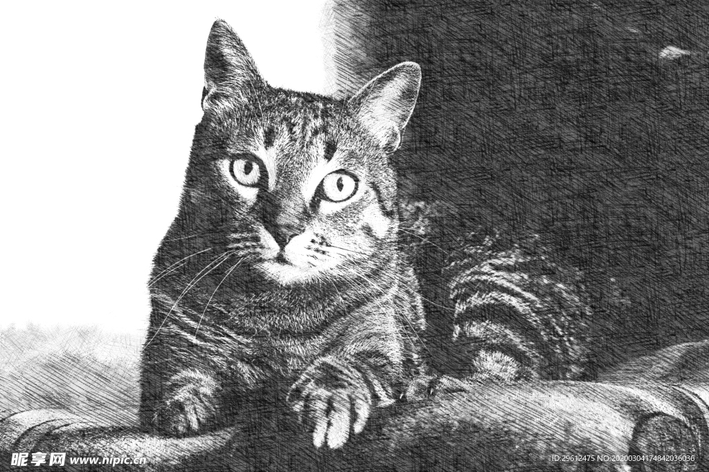 猫