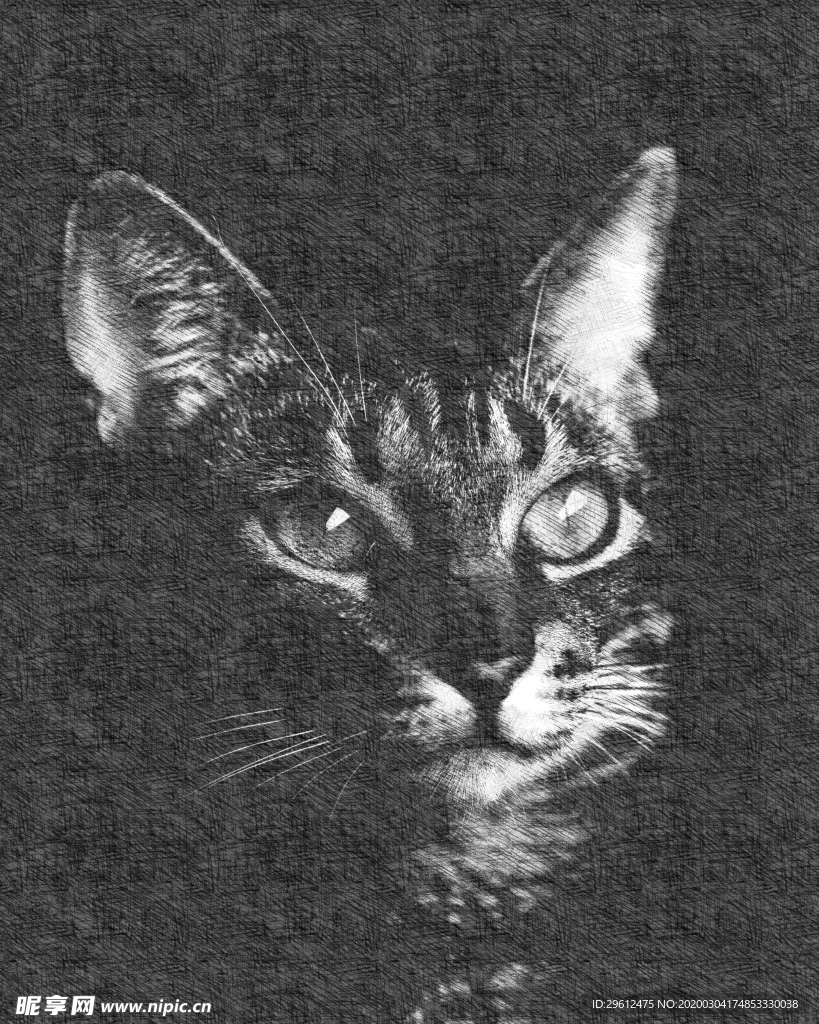 猫