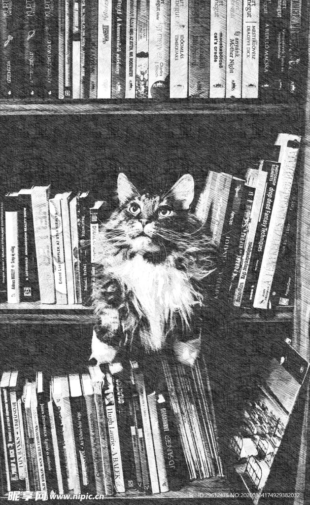 猫