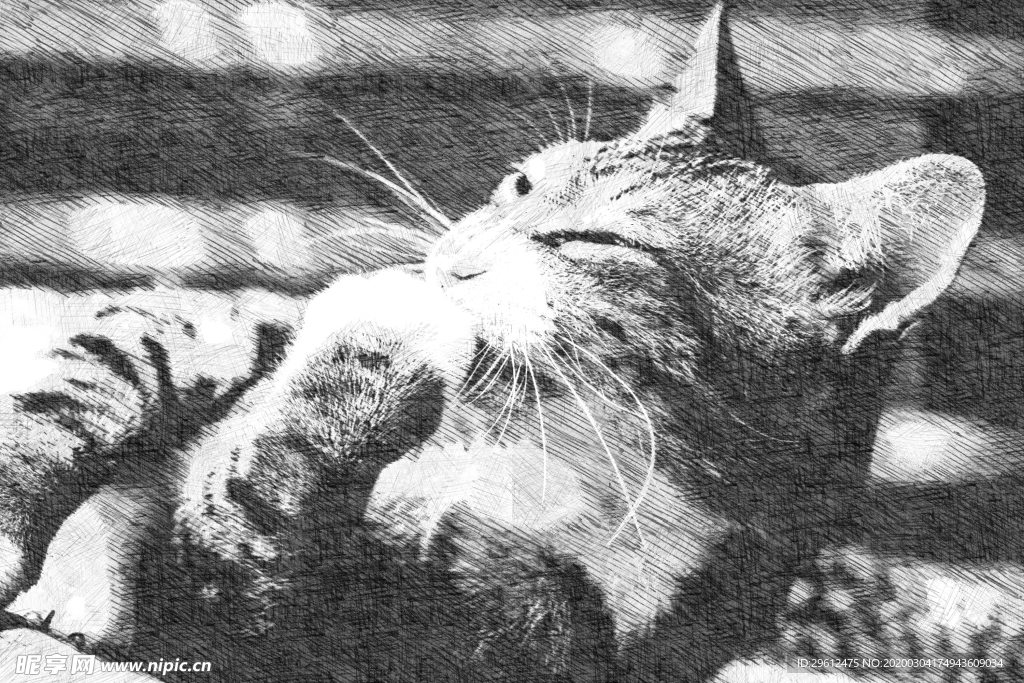猫