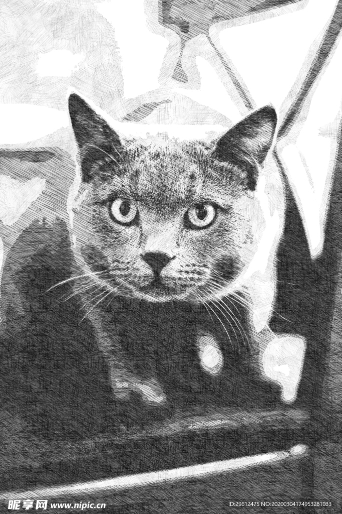猫