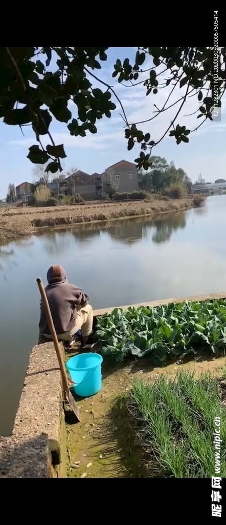 菜农