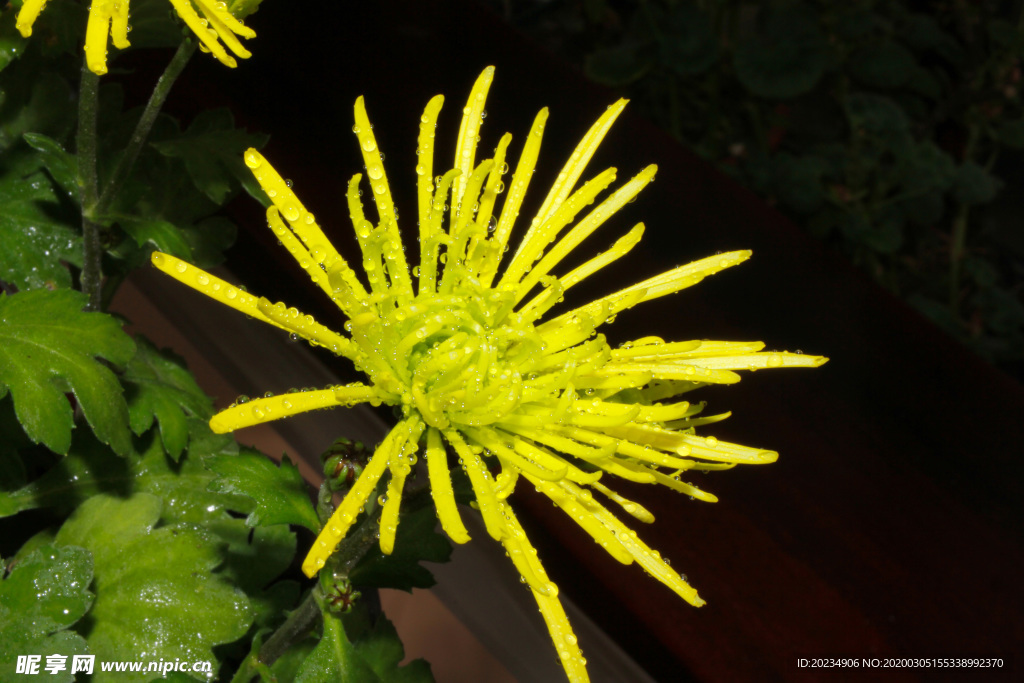 菊花