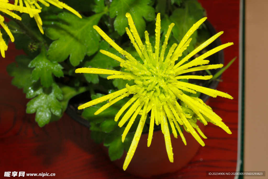菊花