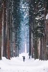 森林大雪