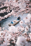 日本樱花