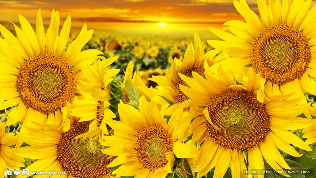 向日葵花图片