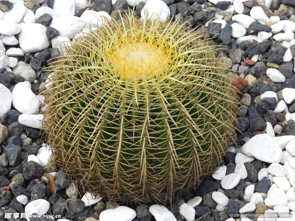 仙人掌仙人掌花图片