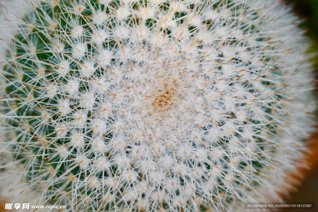 仙人掌仙人掌花图片