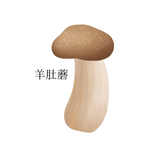 羊肚菌手绘插画蘑菇