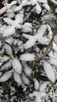 雪景  植物  洁白
