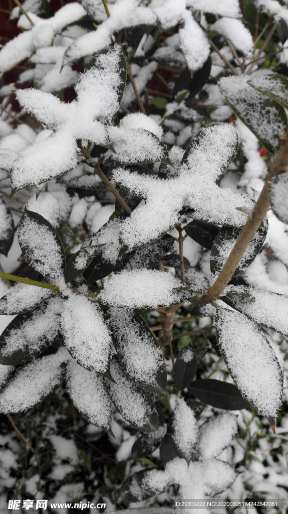 雪景  植物  洁白