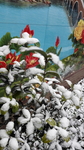 雪景  植物  洁白