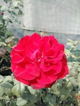 月季花 鲜花特写