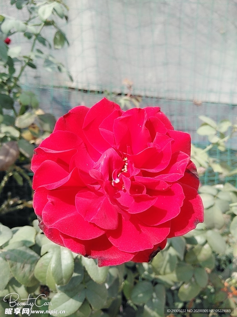 月季花 鲜花特写