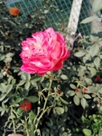 月季花  鲜花