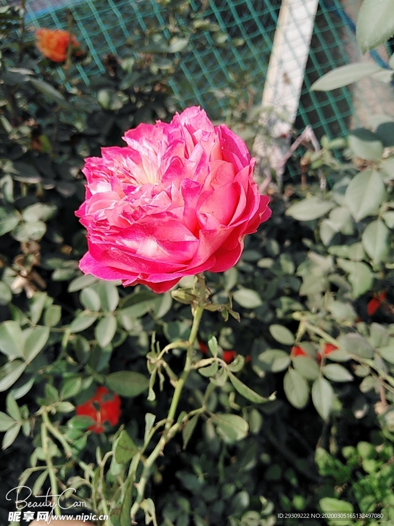 月季花  鲜花