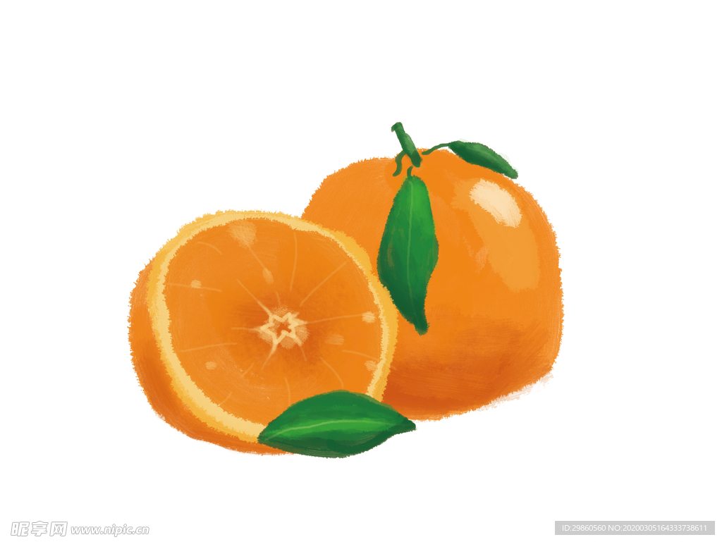水果柑橘插画