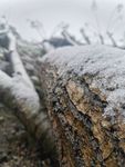 2020年的初雪