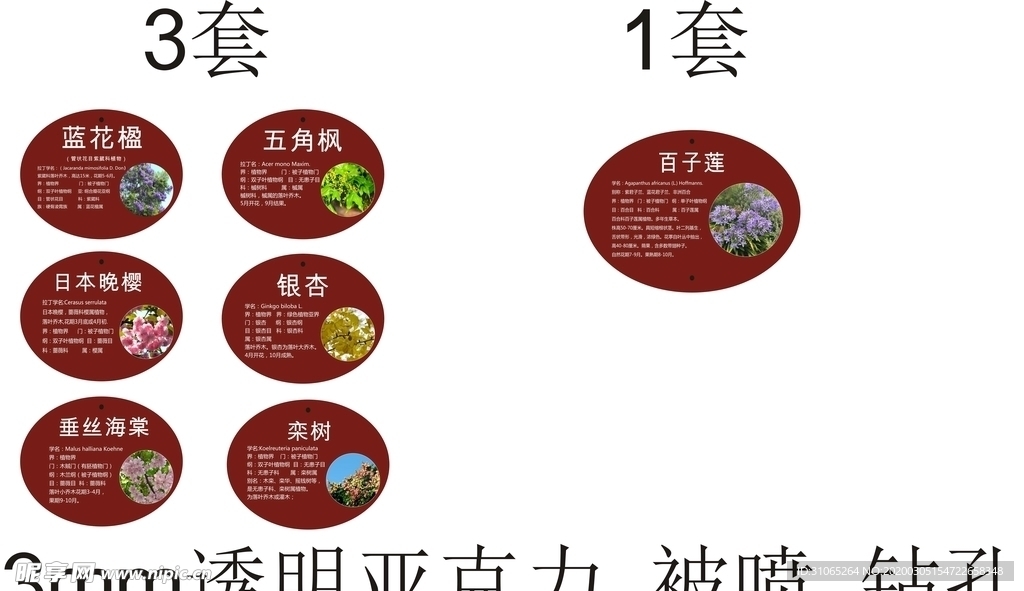 公园花