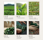 茶叶详情页