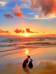 夕阳海滩 情侣狗狗