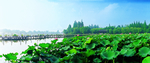荷叶风景