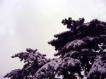 雪中苍松