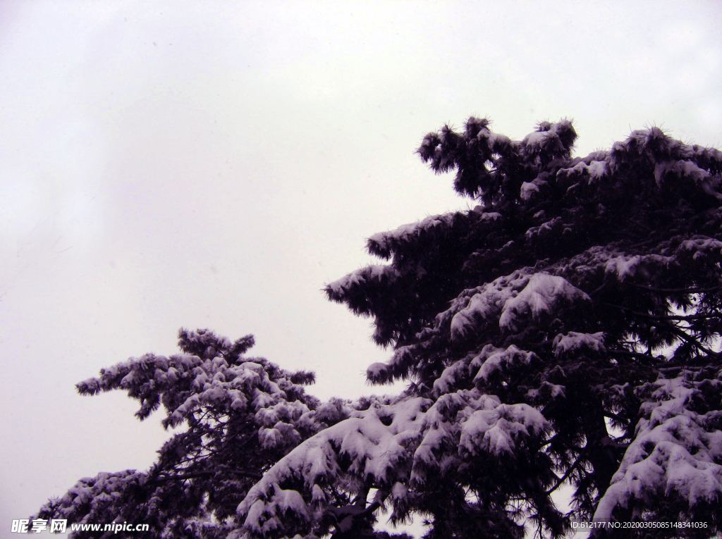 雪中苍松