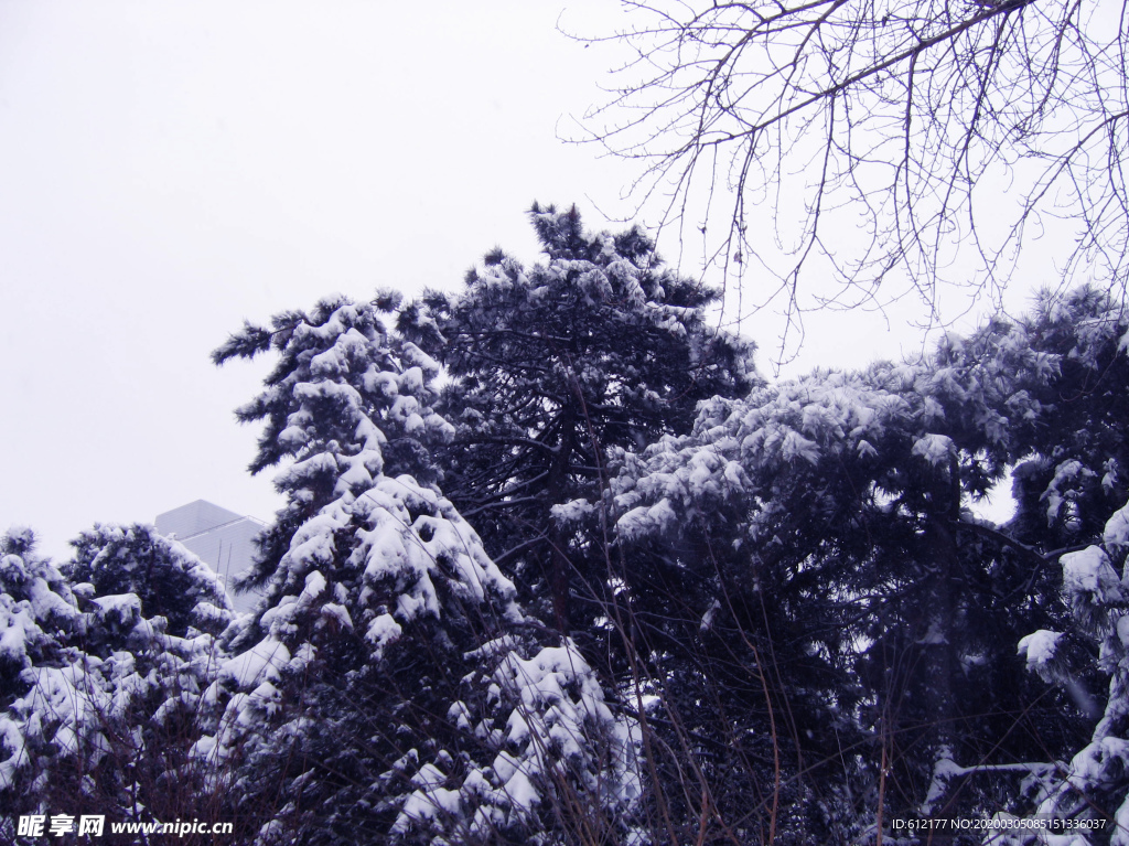 雪景与松树