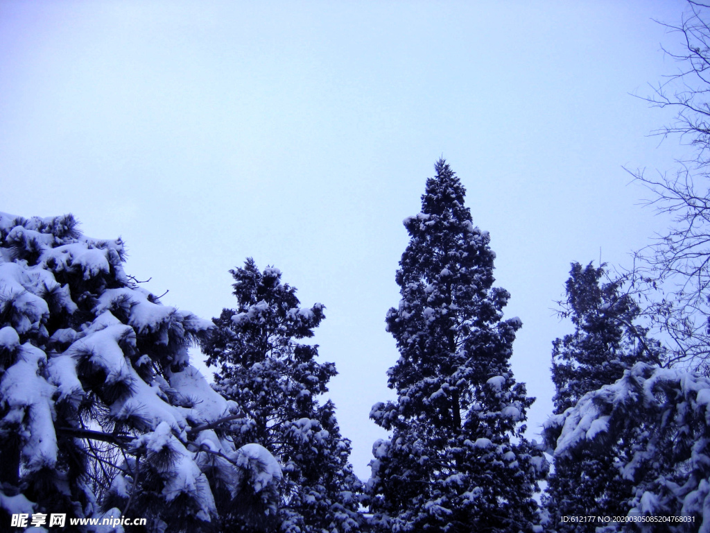 雪中苍松