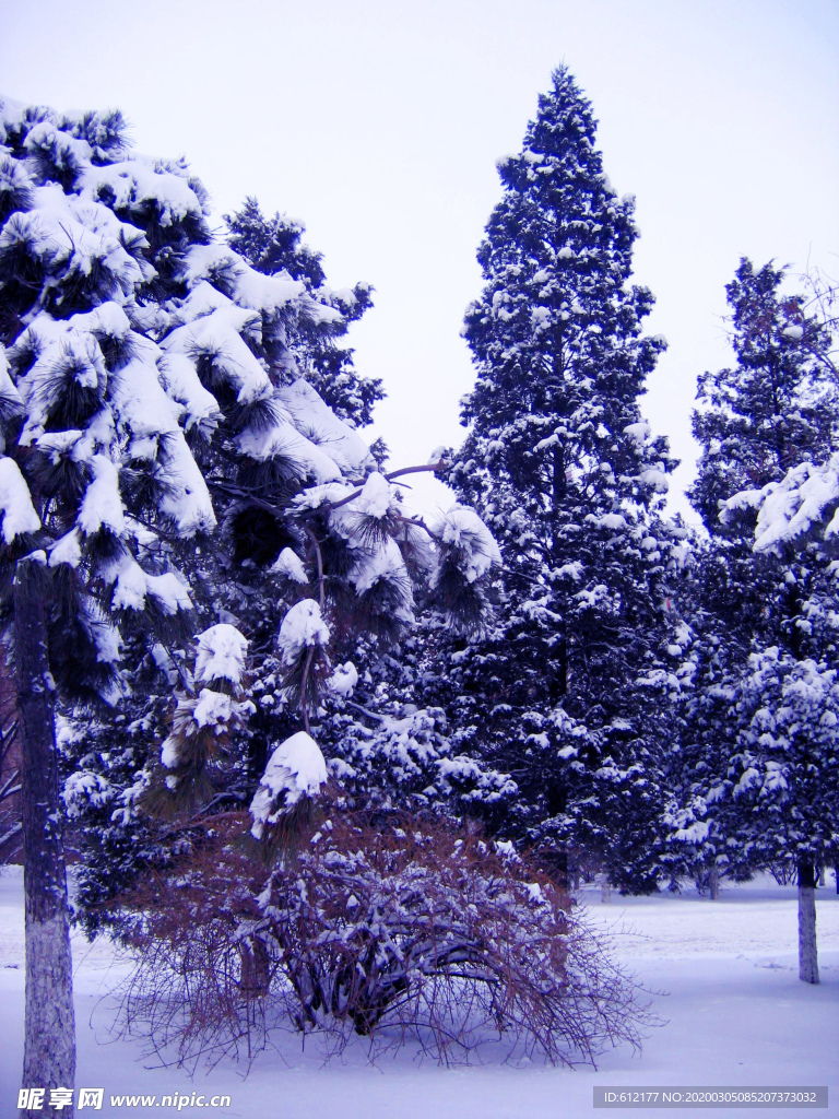 雪中的松树