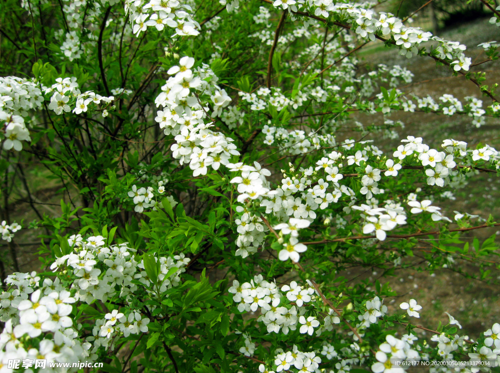 槐花