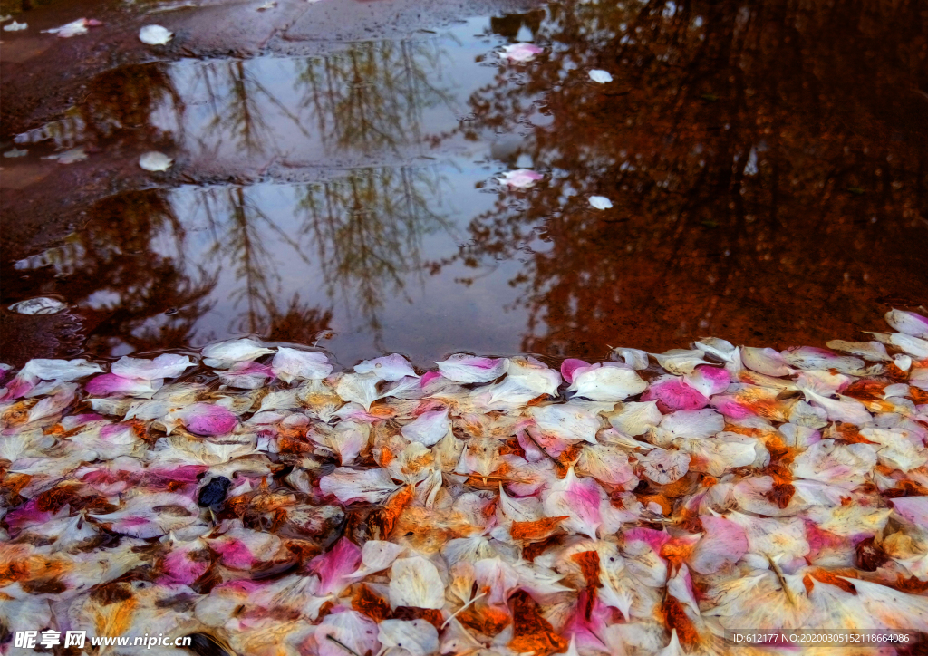 水与樱花花瓣