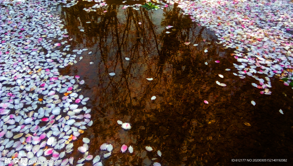 水中樱花瓣